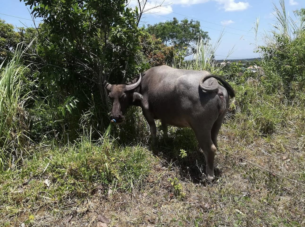 Prestige Portfolio Realty — live AgentSpace profile on Housal