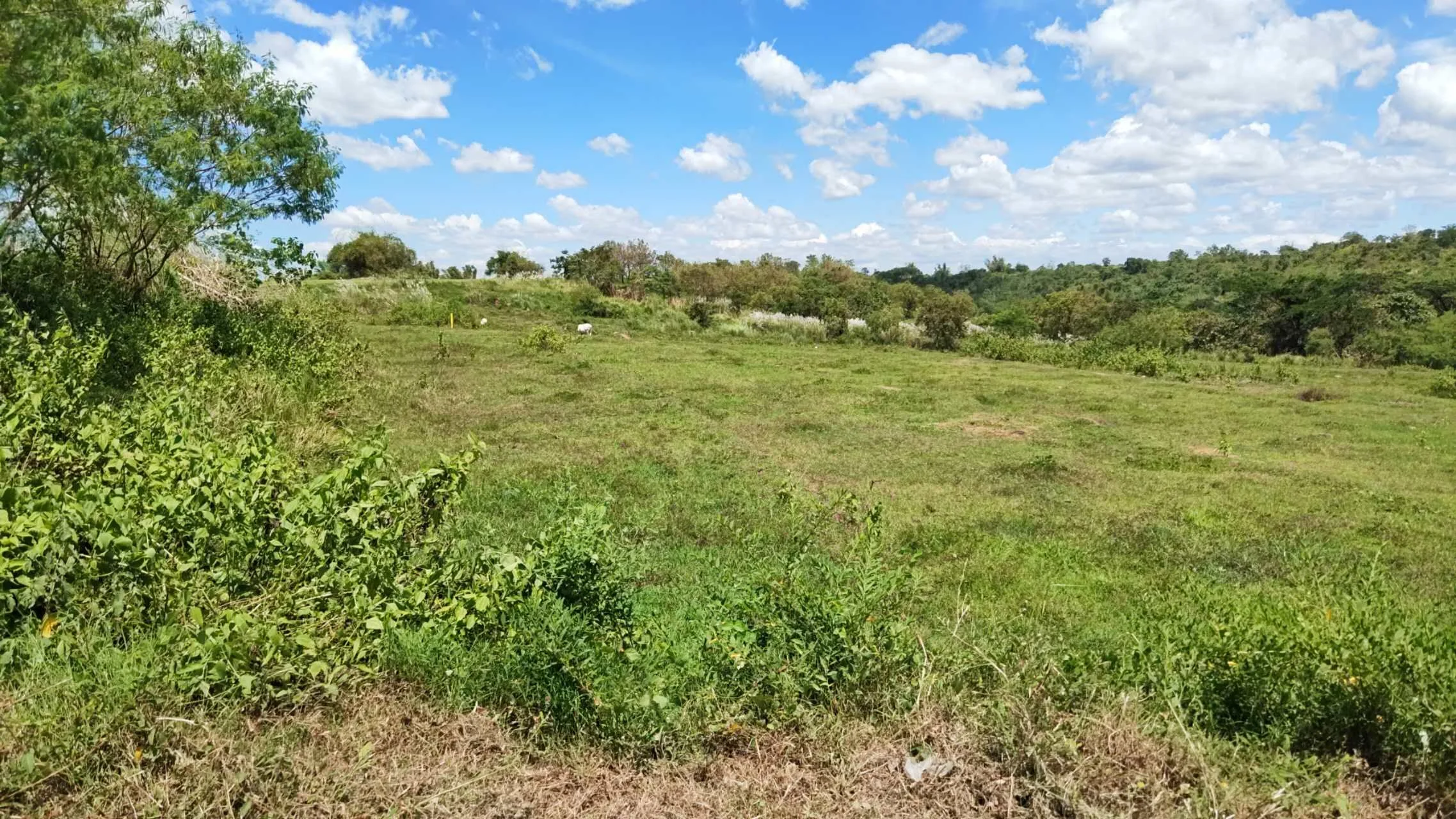 Agricultural Lot - Brgy. Moriones, San Jose, Tarlac (along Highway) | Lot for Sale in Tarlac