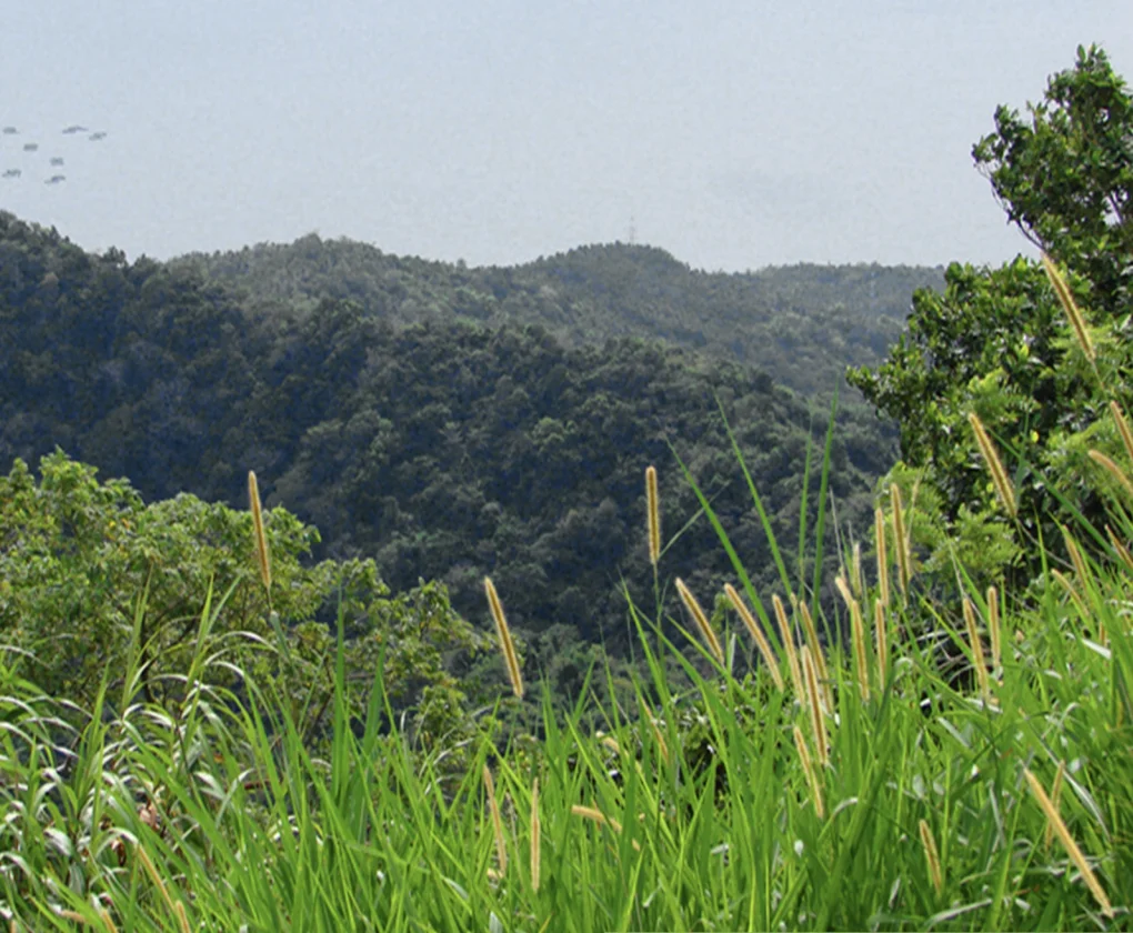 Lot for Sale in Batangas